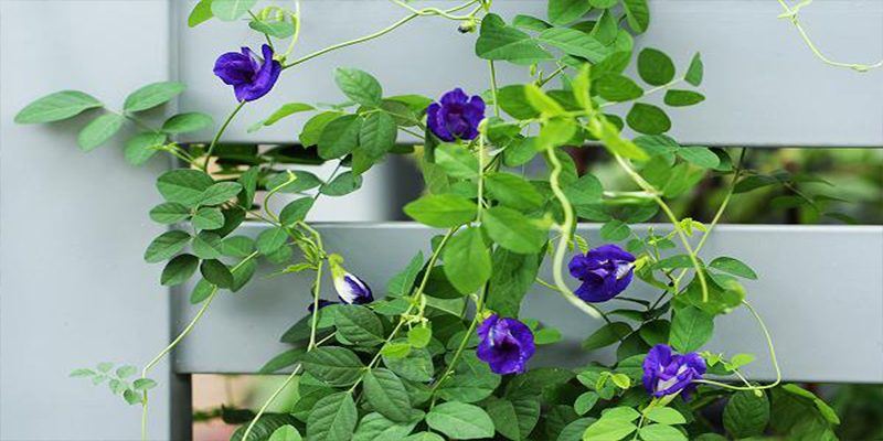 Giáo án KPKH lớp MG Nhỡ